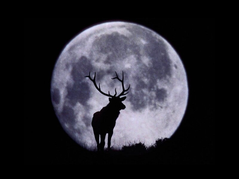 Deer silhouette against full moon