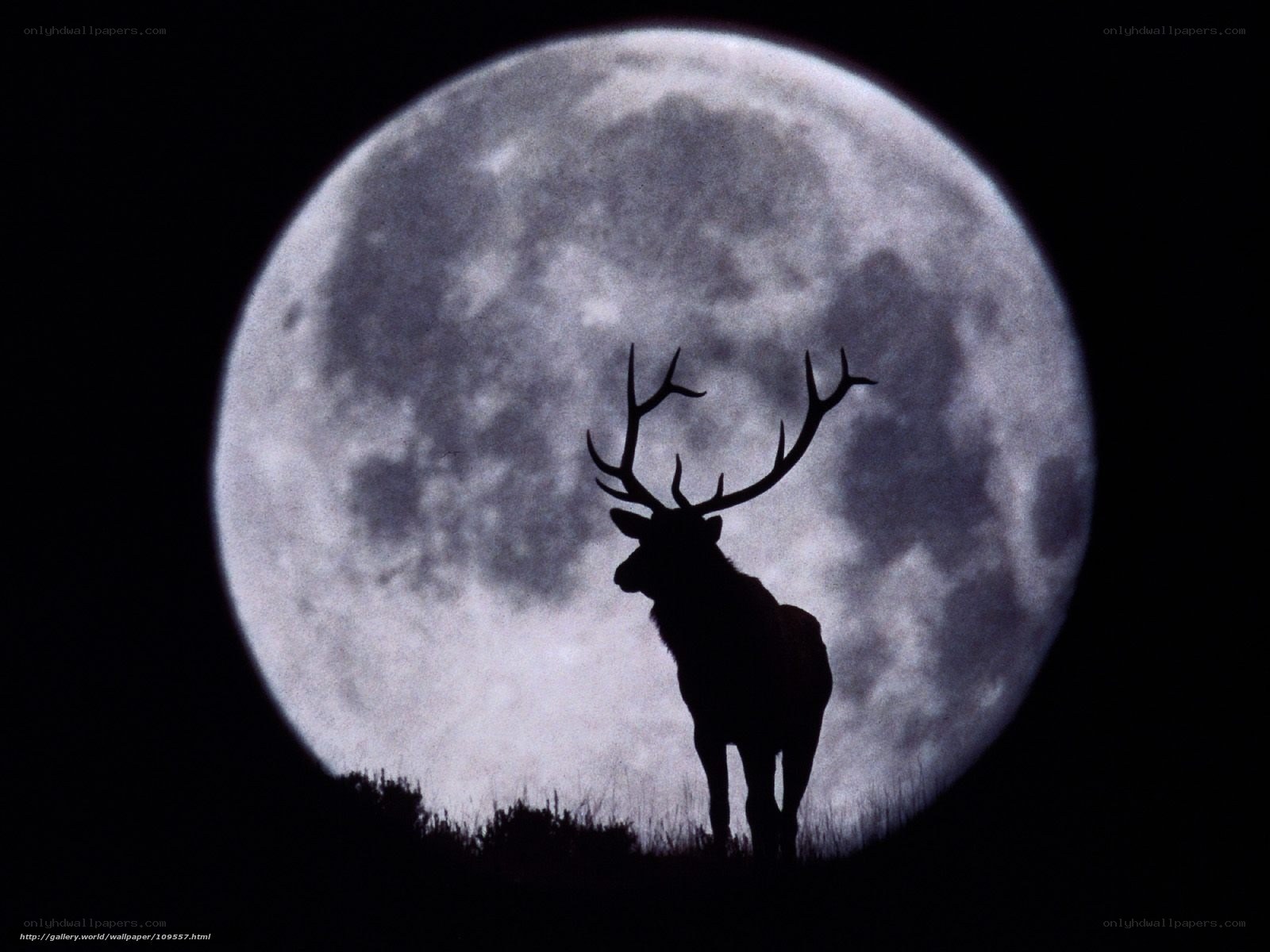Deer silhouette against full moon