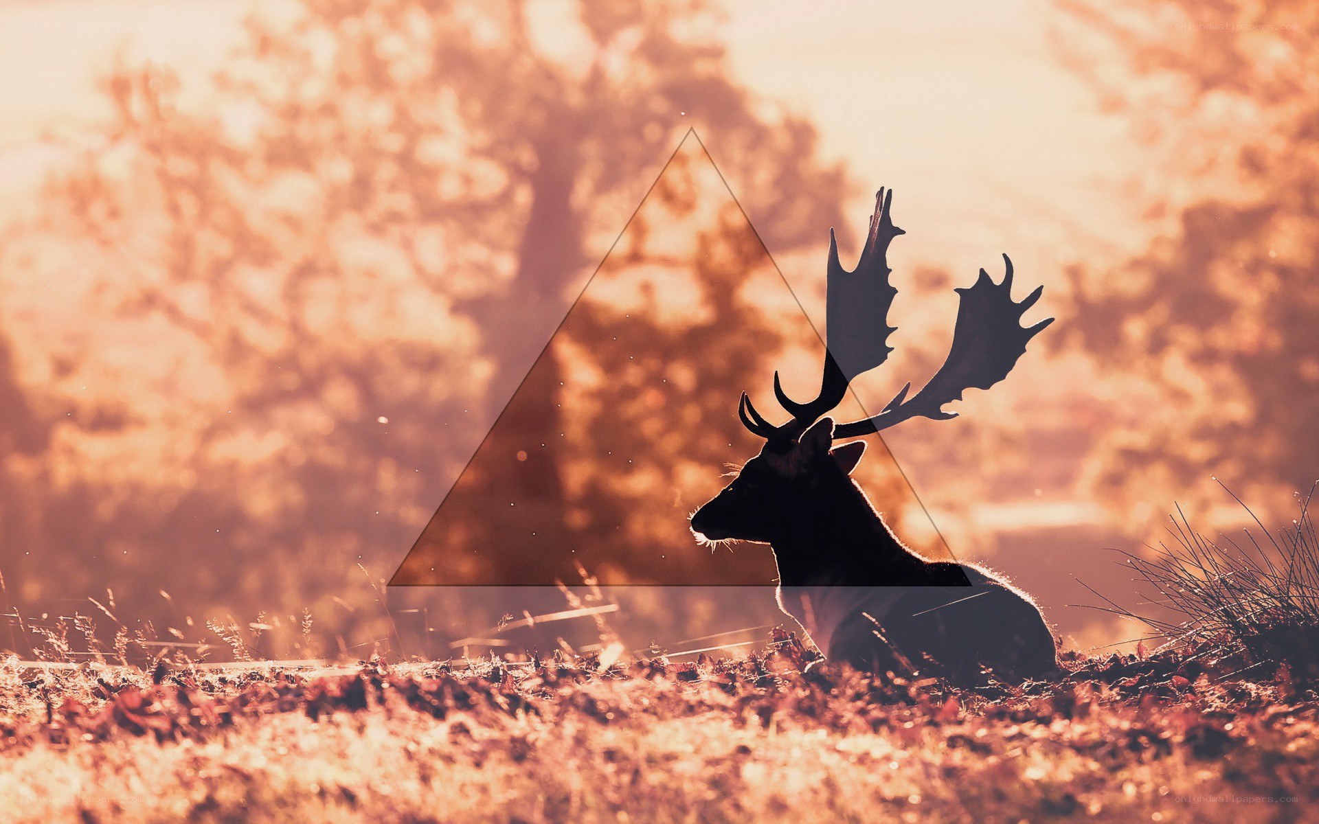 Deer silhouette at sunset