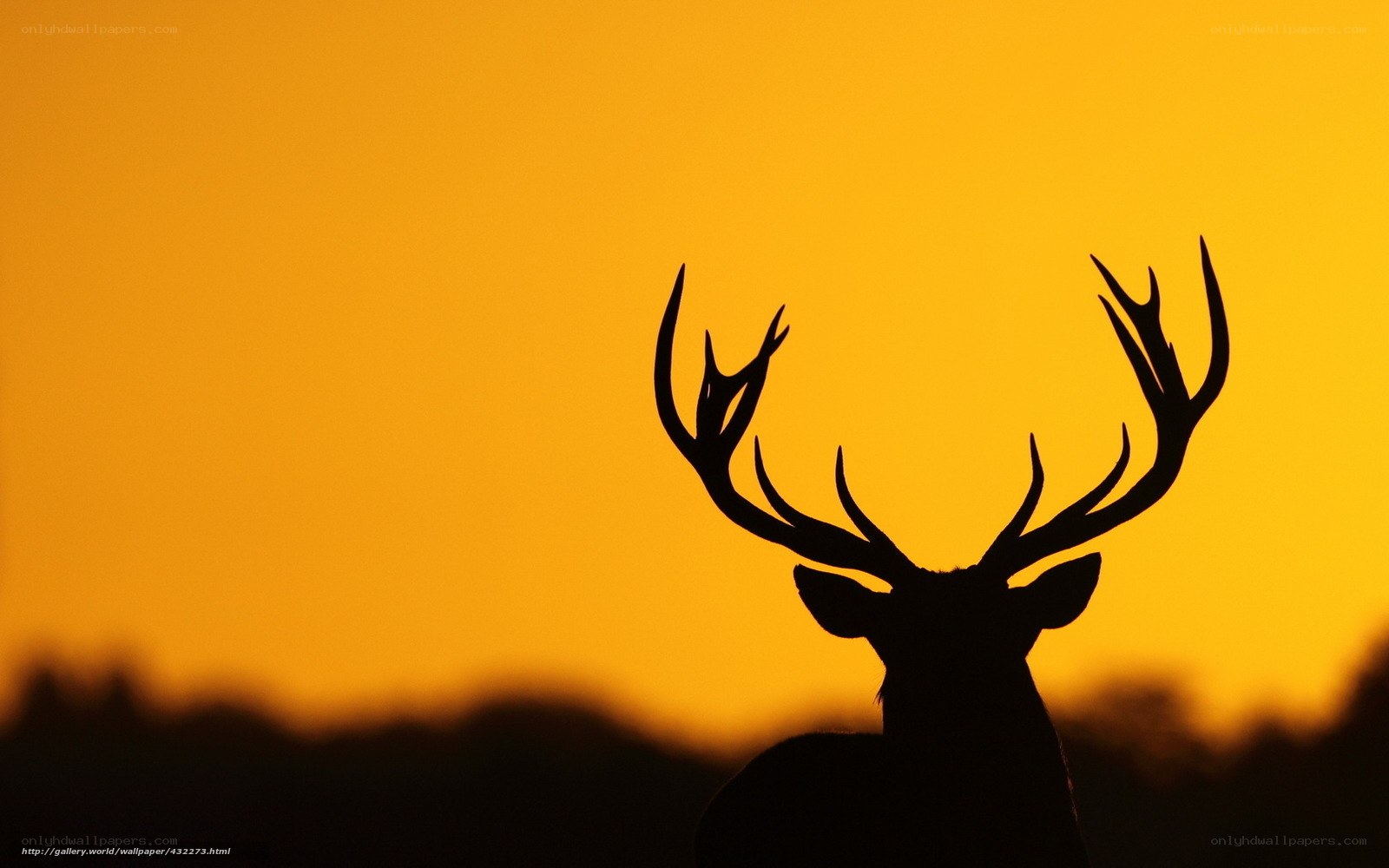 Deer silhouette at sunset