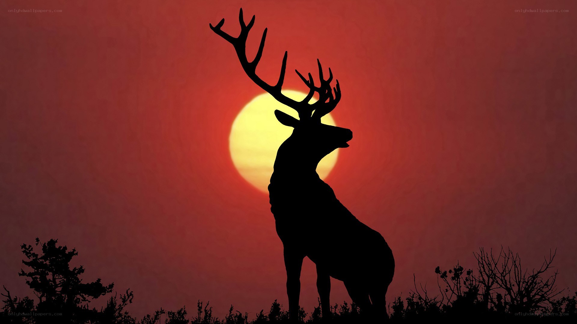 deer silhouette at sunset