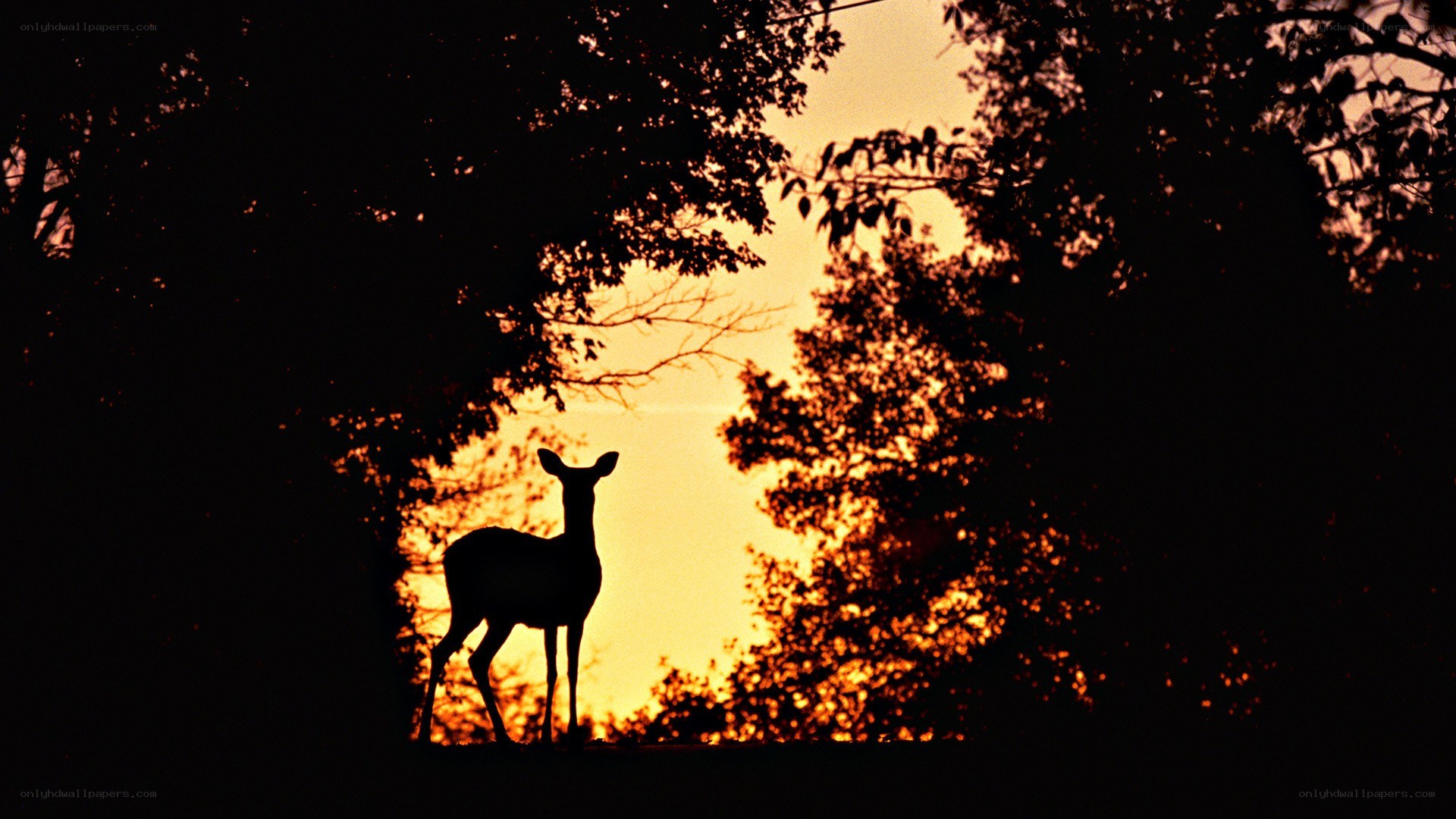 Deer silhouette at sunset
