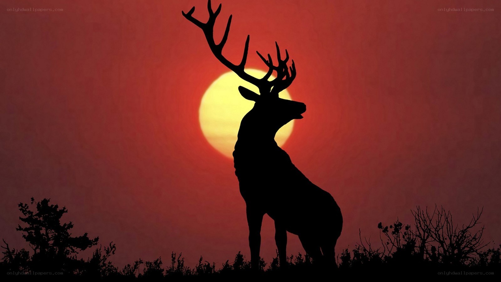 Deer silhouette at sunset