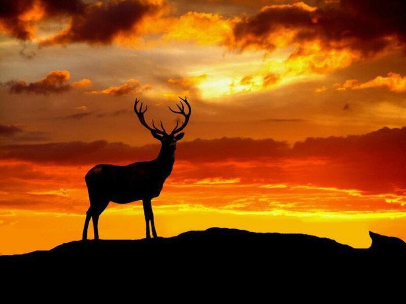 Deer Silhouette at Sunset — Orange, Dramatic, Photograph