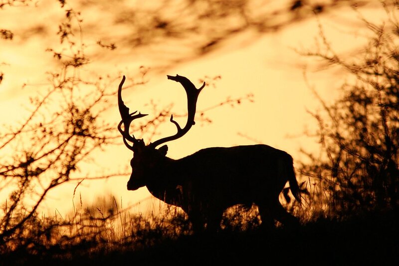 Deer Silhouette at Sunset — Orange, Dramatic, Photograph, Trees