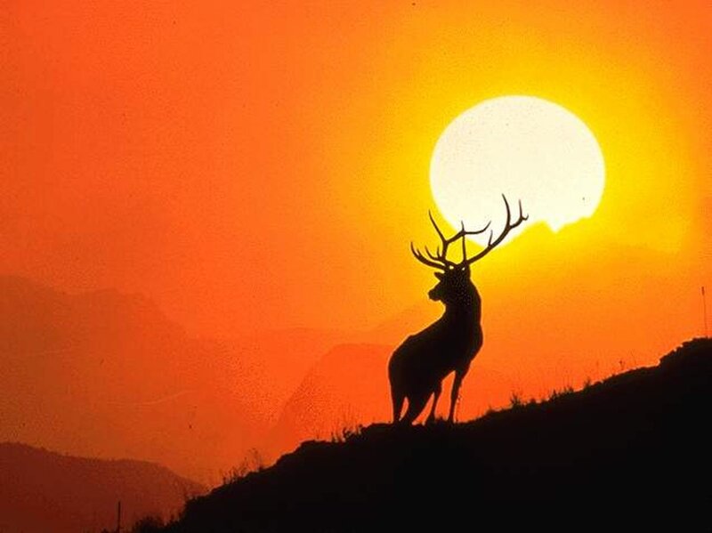 Deer Silhouette at Sunset — Orange, Dramatic