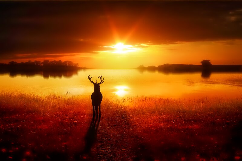 Deer Silhouette at Sunset — Orange, Serene, Photograph, Sun