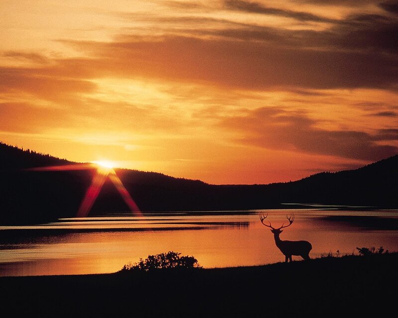 Deer Silhouette at Sunset — Orange, Serene, Photograph