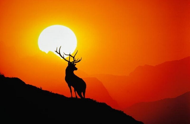 Deer Silhouette at Sunset — Orange