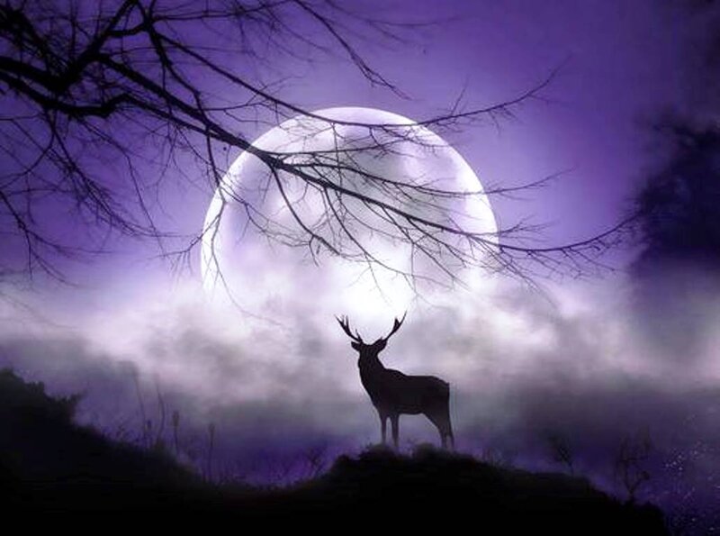 Deer Silhouette in Fog