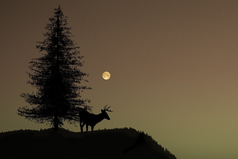 Deer Silhouette on Hill — Black, Serene, Night