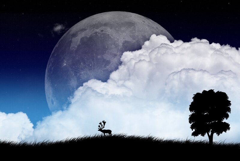Deer Silhouette on Hill — Black, Serene