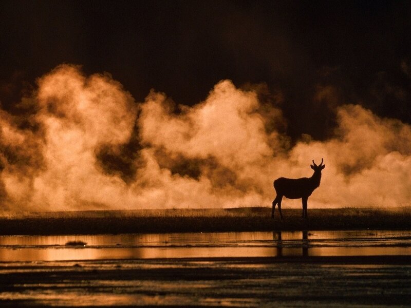 Deer Silhouette
