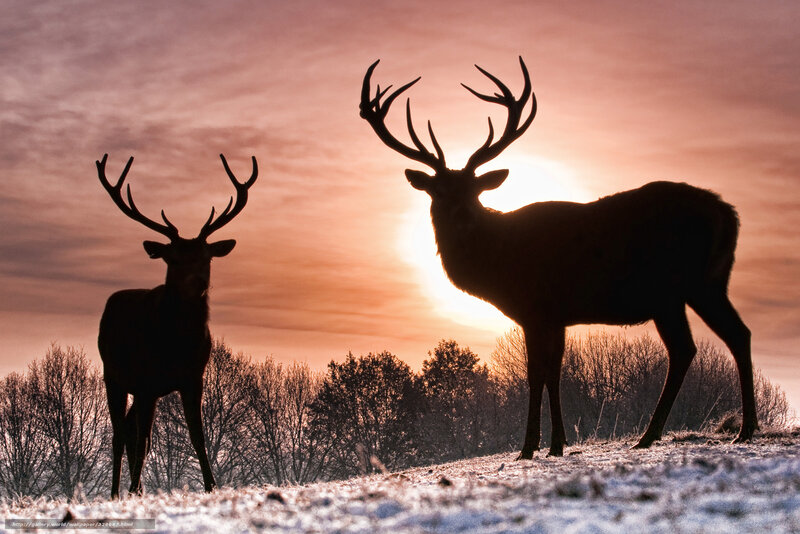 Deer silhouettes at sunset
