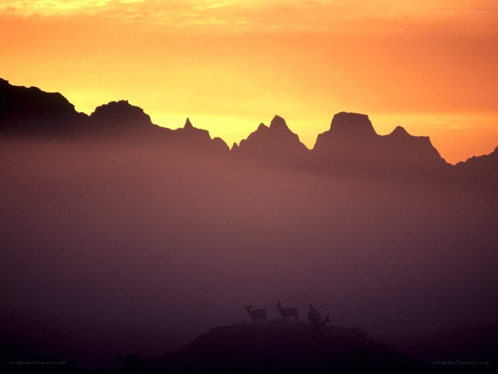 Deer silhouettes at sunset