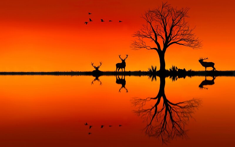 Deer Silhouettes at Sunset — Orange, Serene