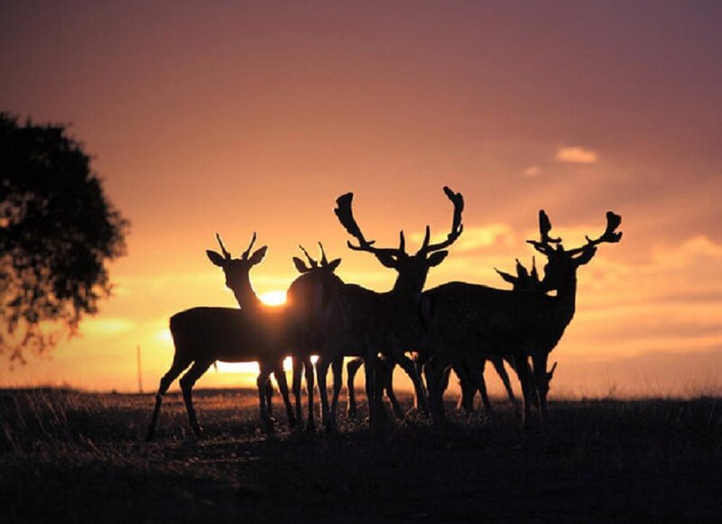 Deer Silhouettes at Sunset — Orange