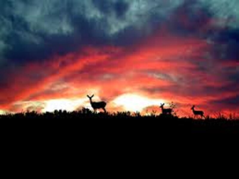 Deer Silhouettes at Sunset — Red