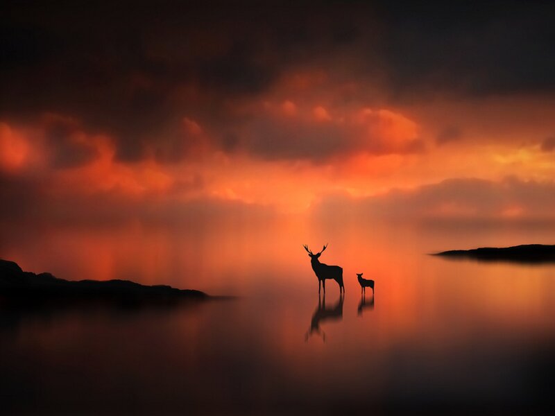 Deer Silhouettes in Water