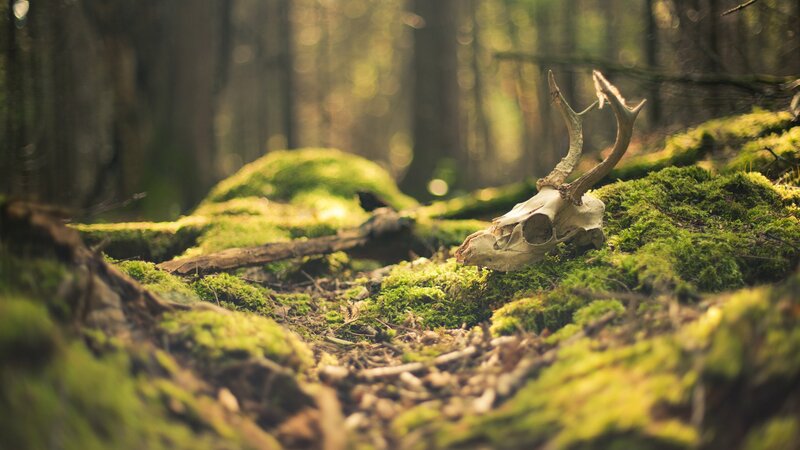 Deer skull in forest moss