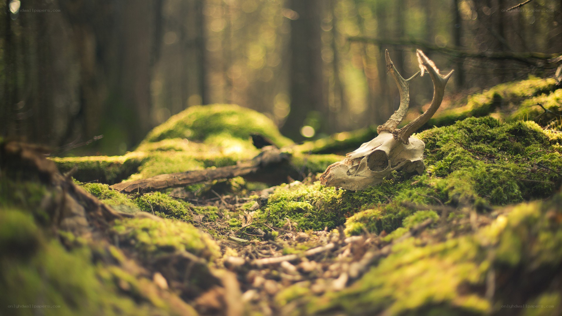 Deer skull in forest moss