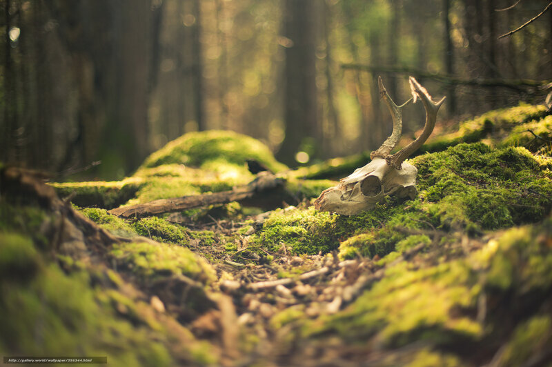 Deer skull in mossy forest