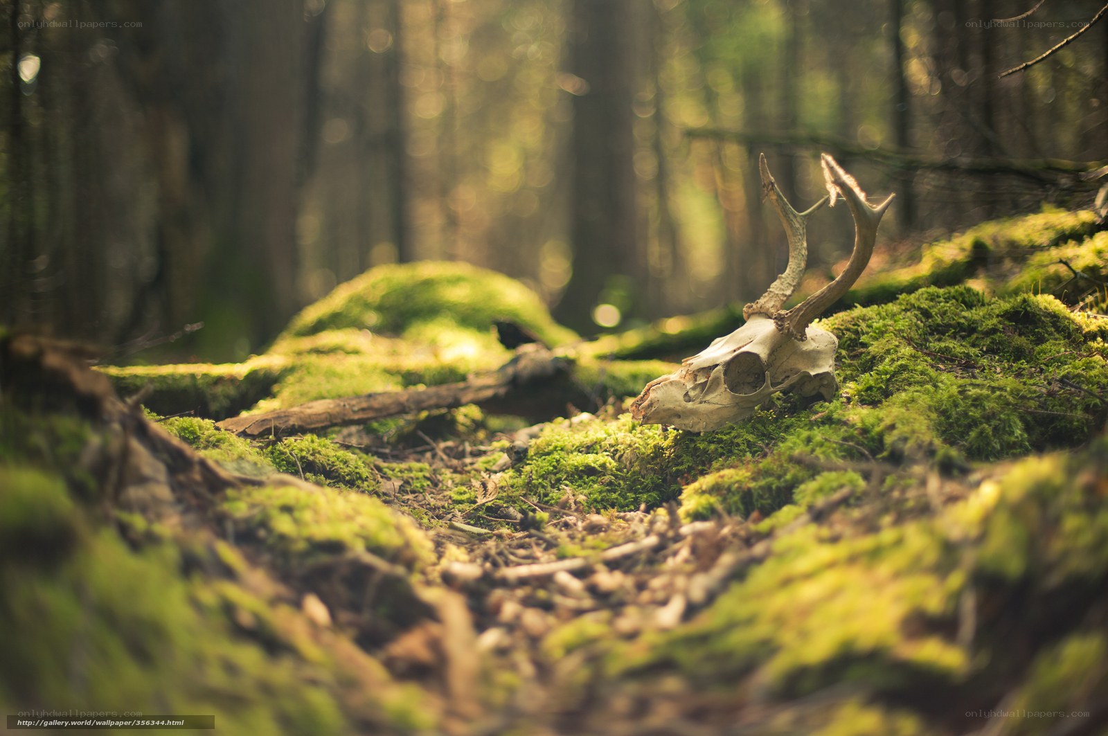 Deer skull in mossy forest