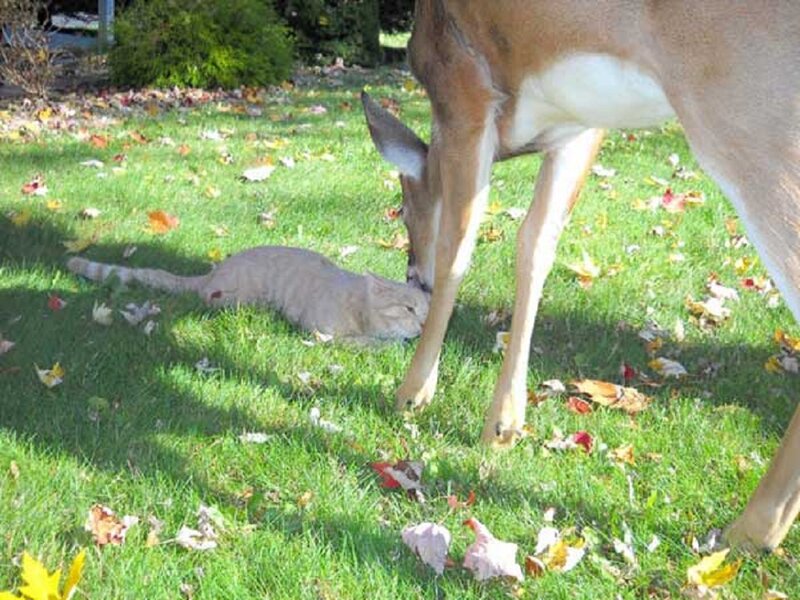 Deer Sniffing Cat