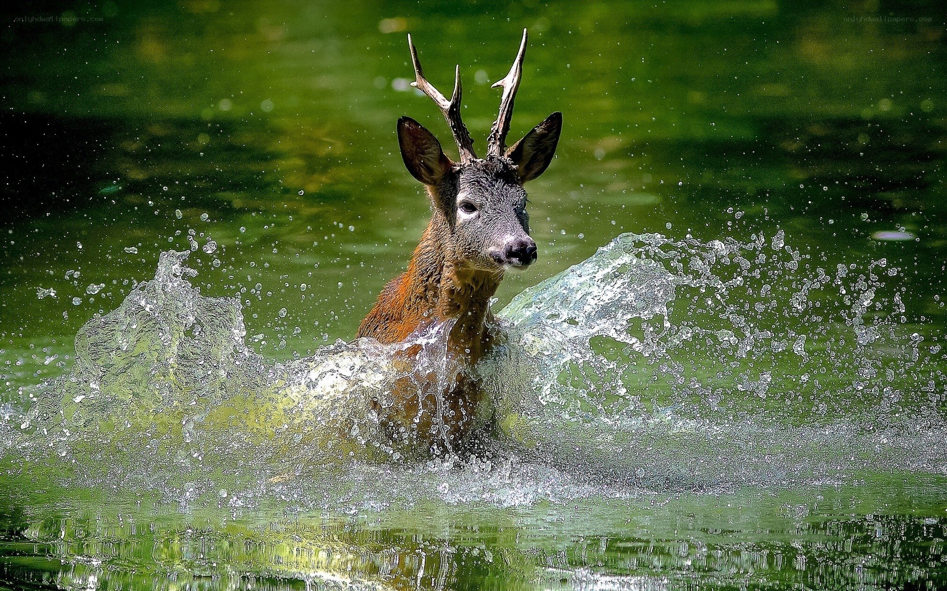 Deer splashing in water