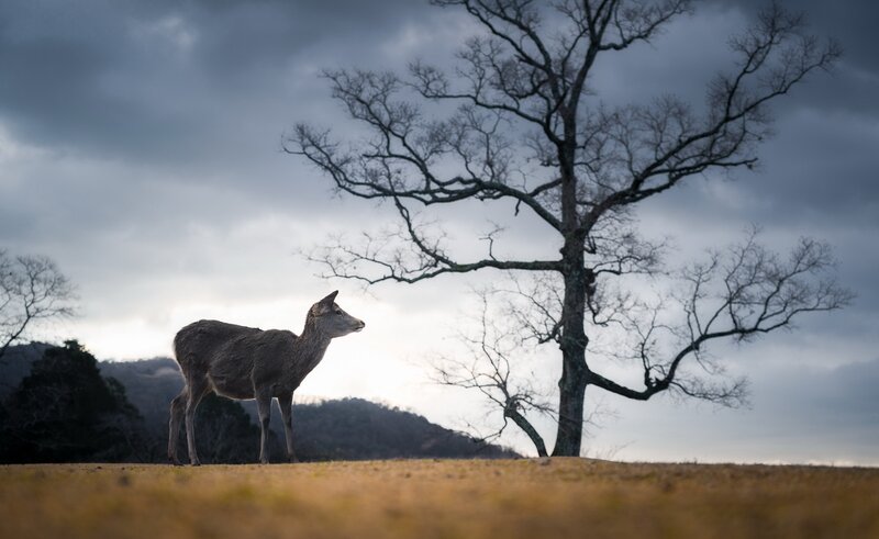 Deer Standing in Field