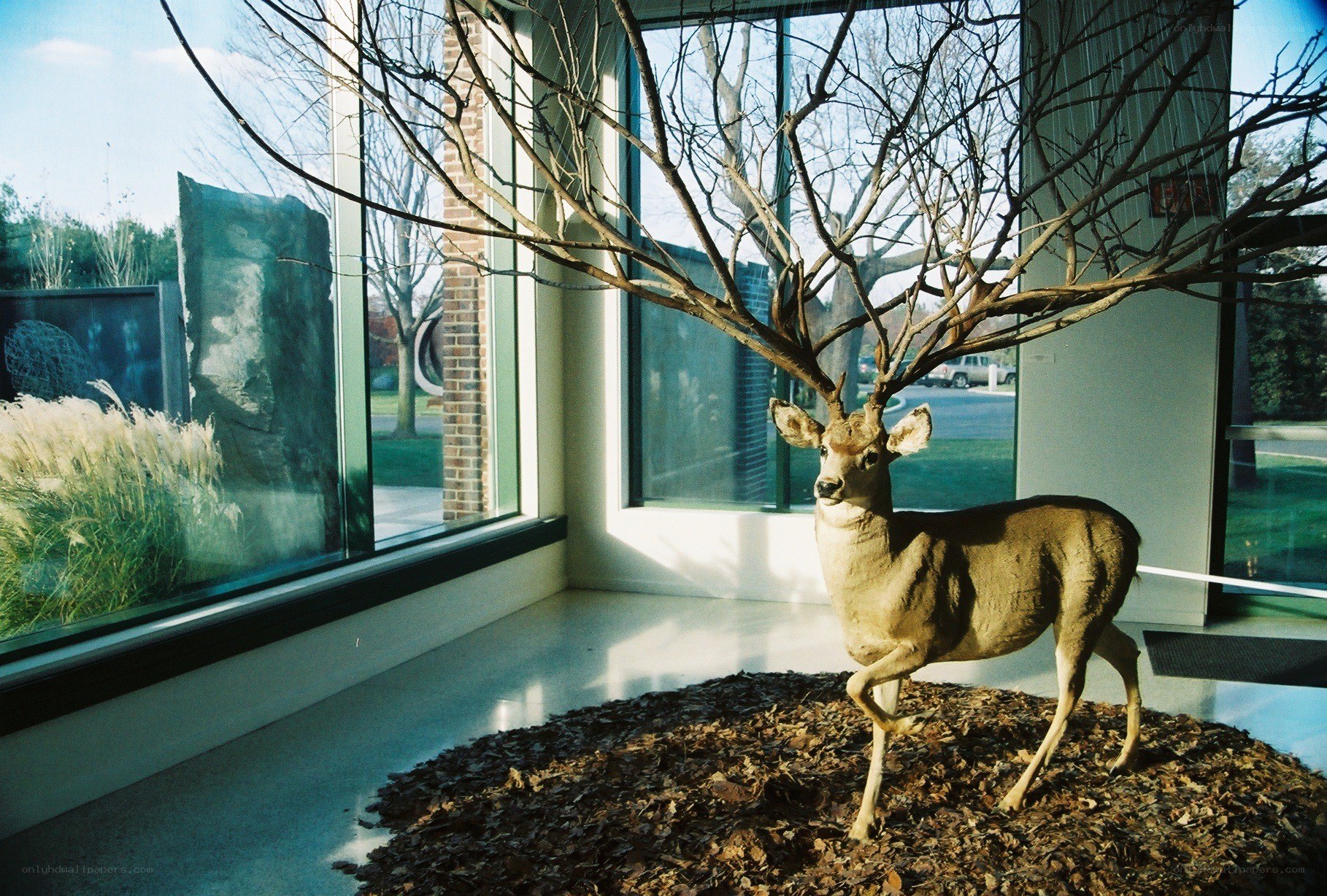 Deer taxidermy in gallery