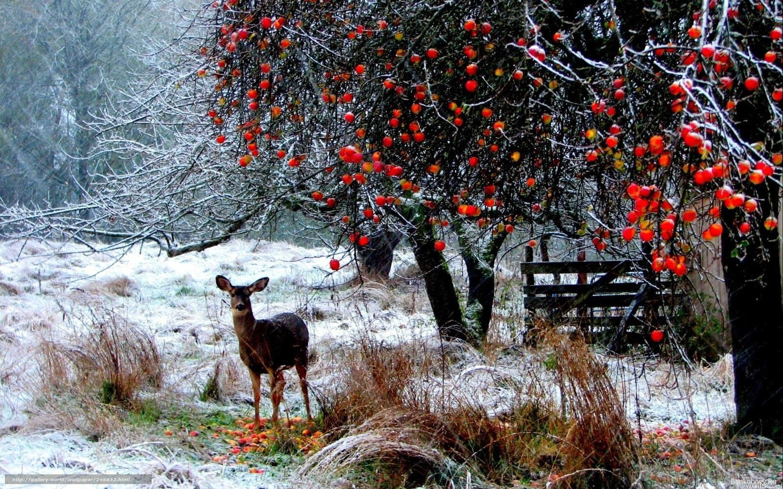 Deer under a fruit tree in winter