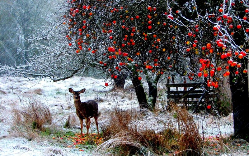 Deer under a fruit tree