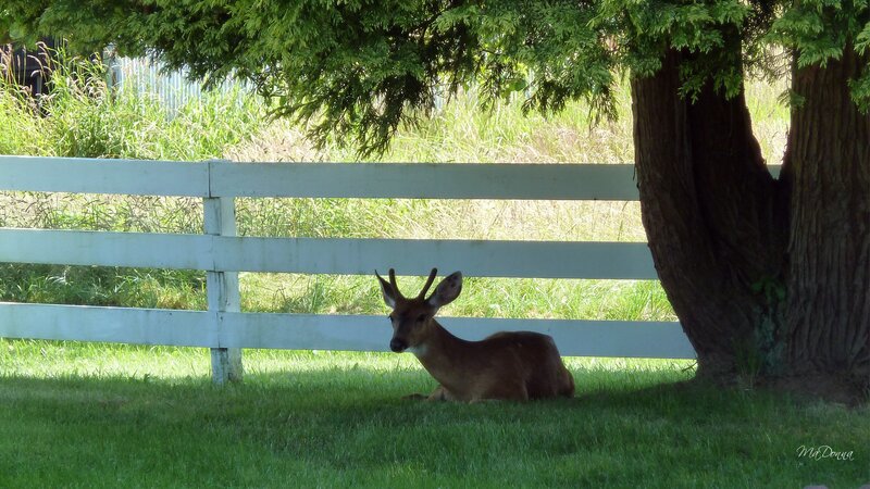 Deer under a Tree — Green