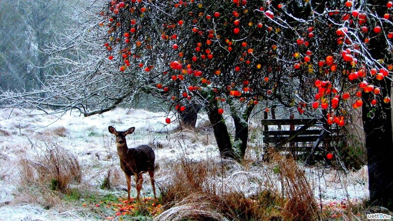 Deer under Apple Tree — Red, Serene