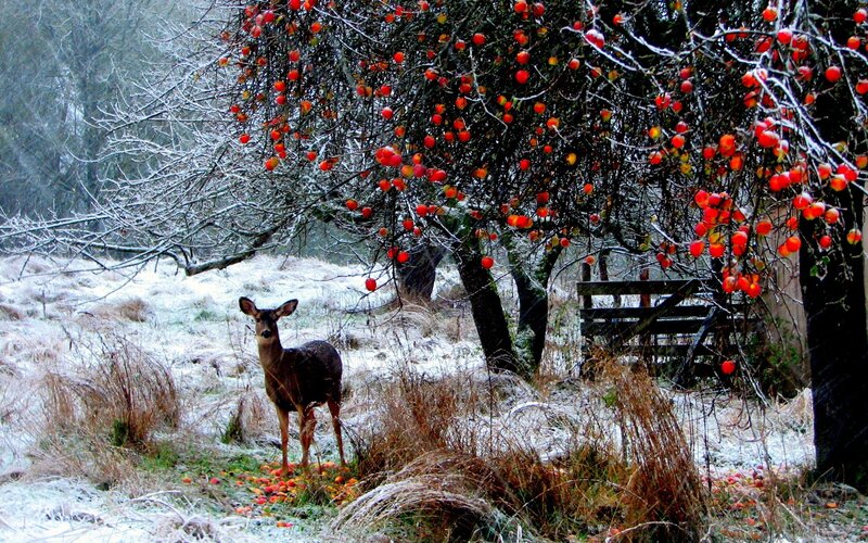 Deer under Apple Tree — Red, Serene, Winter, Photograph