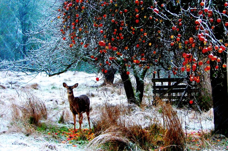 Deer under Apple Tree — Red, Serene, Winter