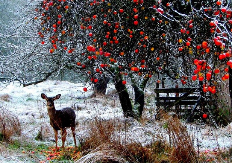 Deer under Apple Tree — Red