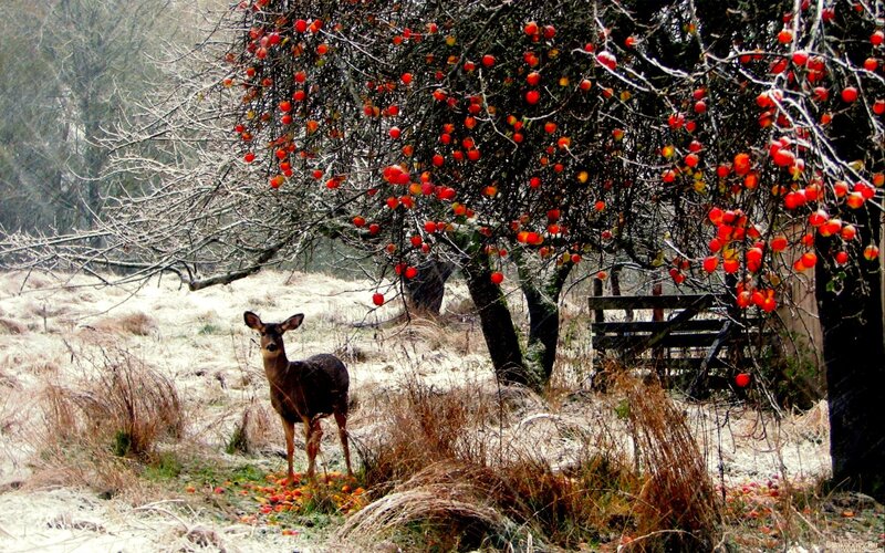 Deer under Apple Tree