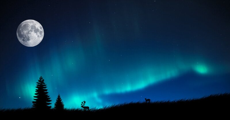 Deer under Aurora