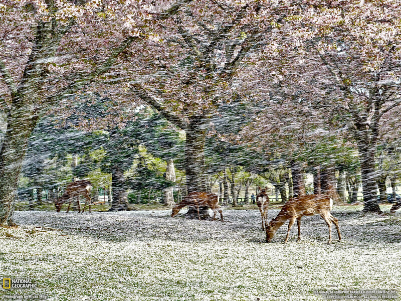 Deer under Cherry Blossoms — Pink