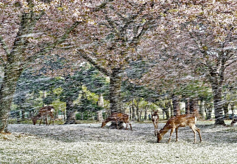 Deer under Cherry Blossoms