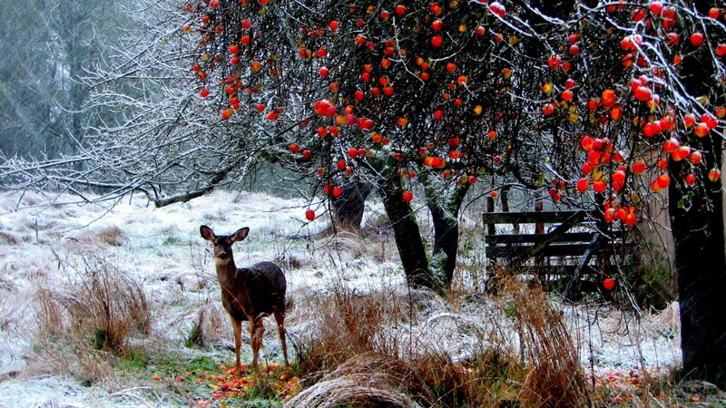 Deer under Fruit Tree — Red