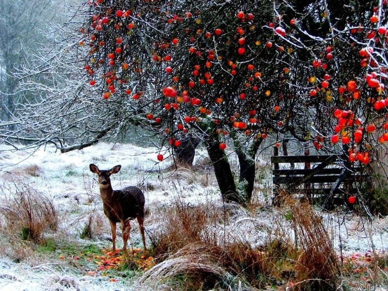 Deer under Fruit Tree