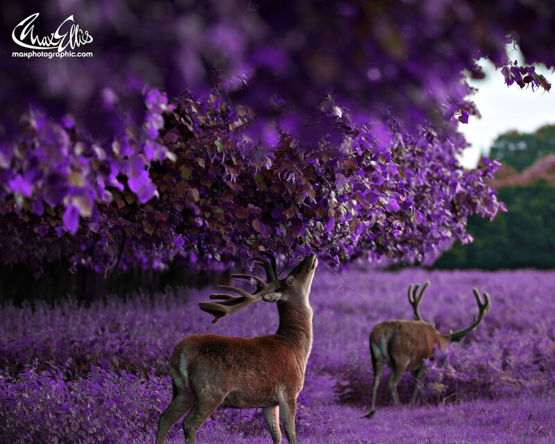 Deer under Purple Tree
