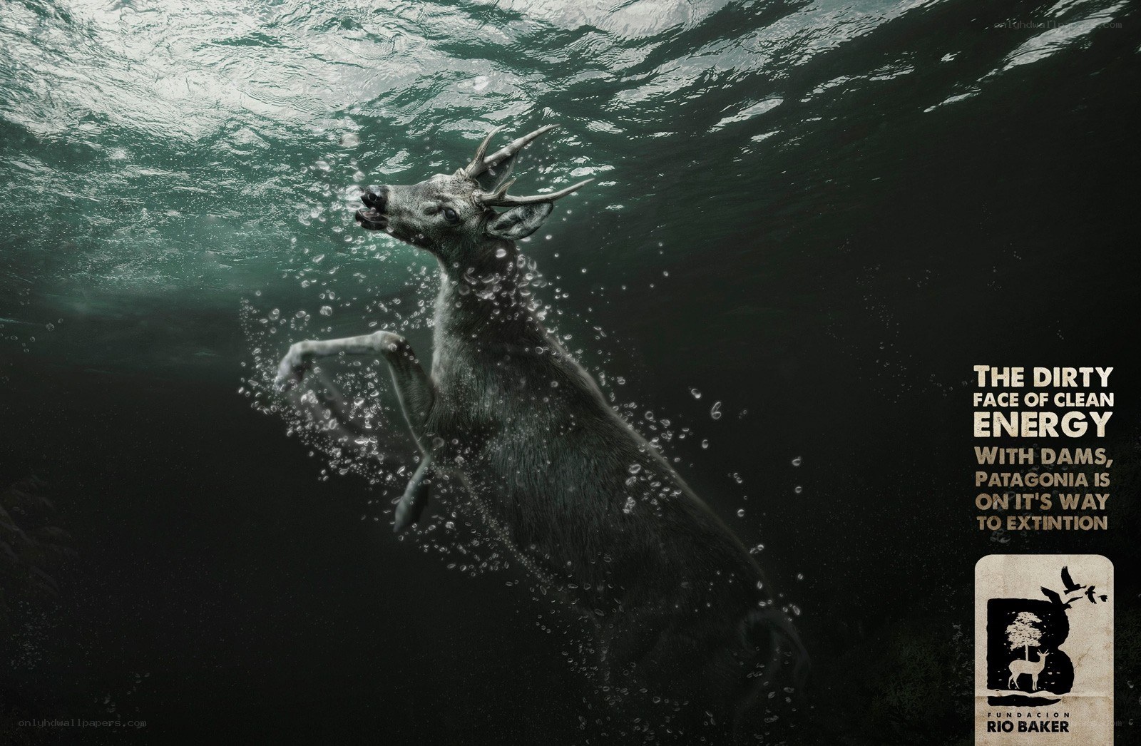 Deer underwater with text