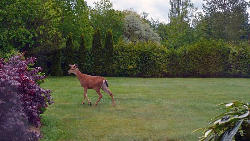 Deer walking in a backyard