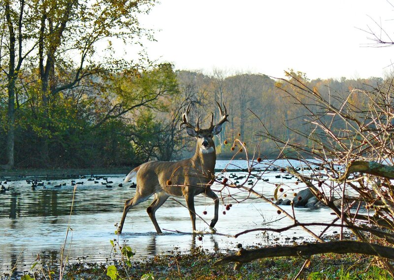 Deer Walking in Water — Brown