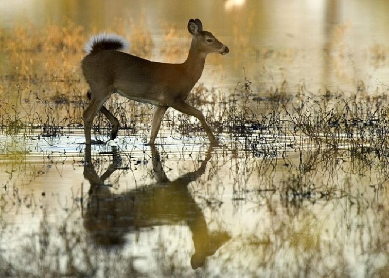 Deer Walking in Water