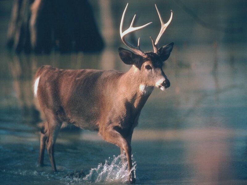 Deer walking through water
